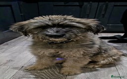 Mixed Breed dogs for adoption: Linus  - Image 3