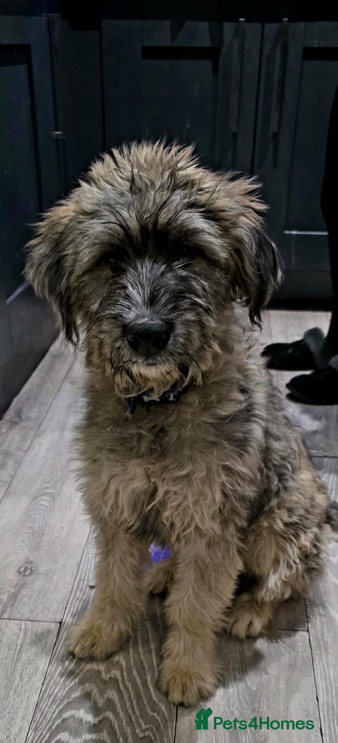 Mixed Breed dogs for adoption: Linus  - Image 3