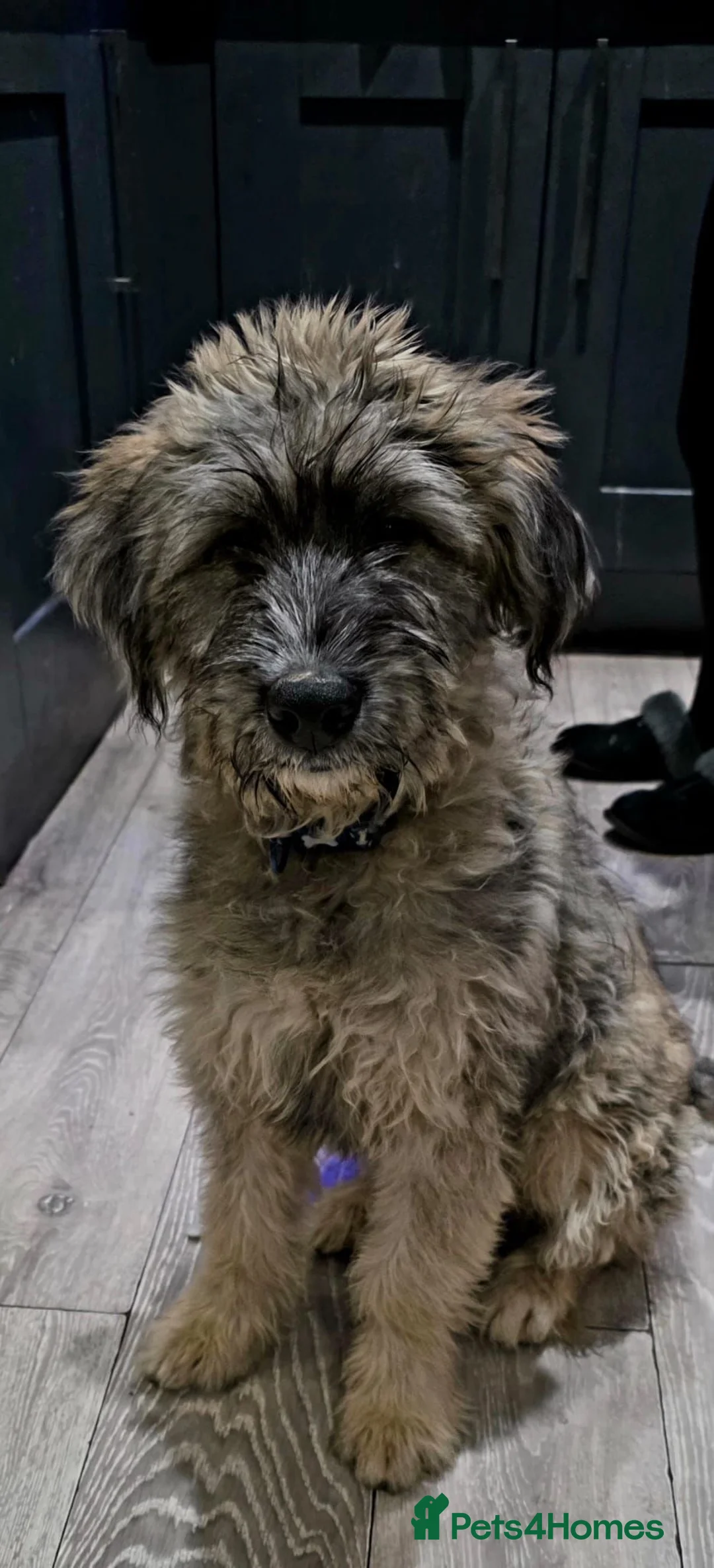 Mixed Breed dogs for adoption: Linus needs an experienced foster or forever home  - Advert 5