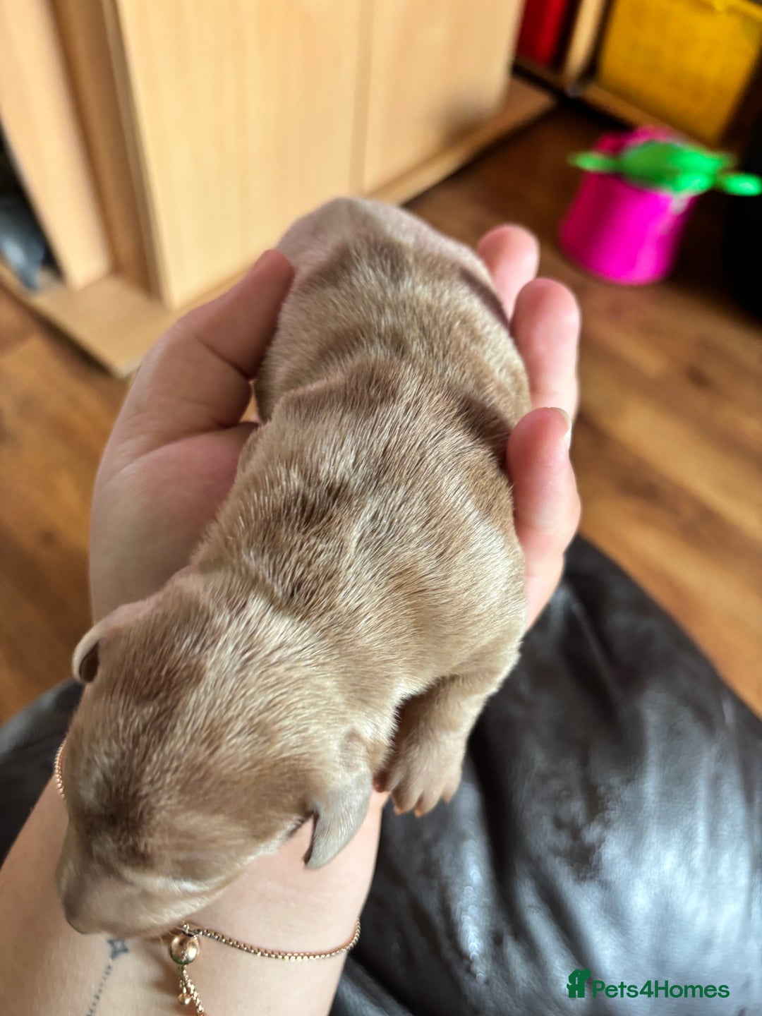 Miniature Dachshund dogs for sale: F Isabelle dapple Mini Dachshund   - Image 4