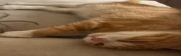 Mixed Breed cats for sale: Male ginger kitten for sale - Advert 2