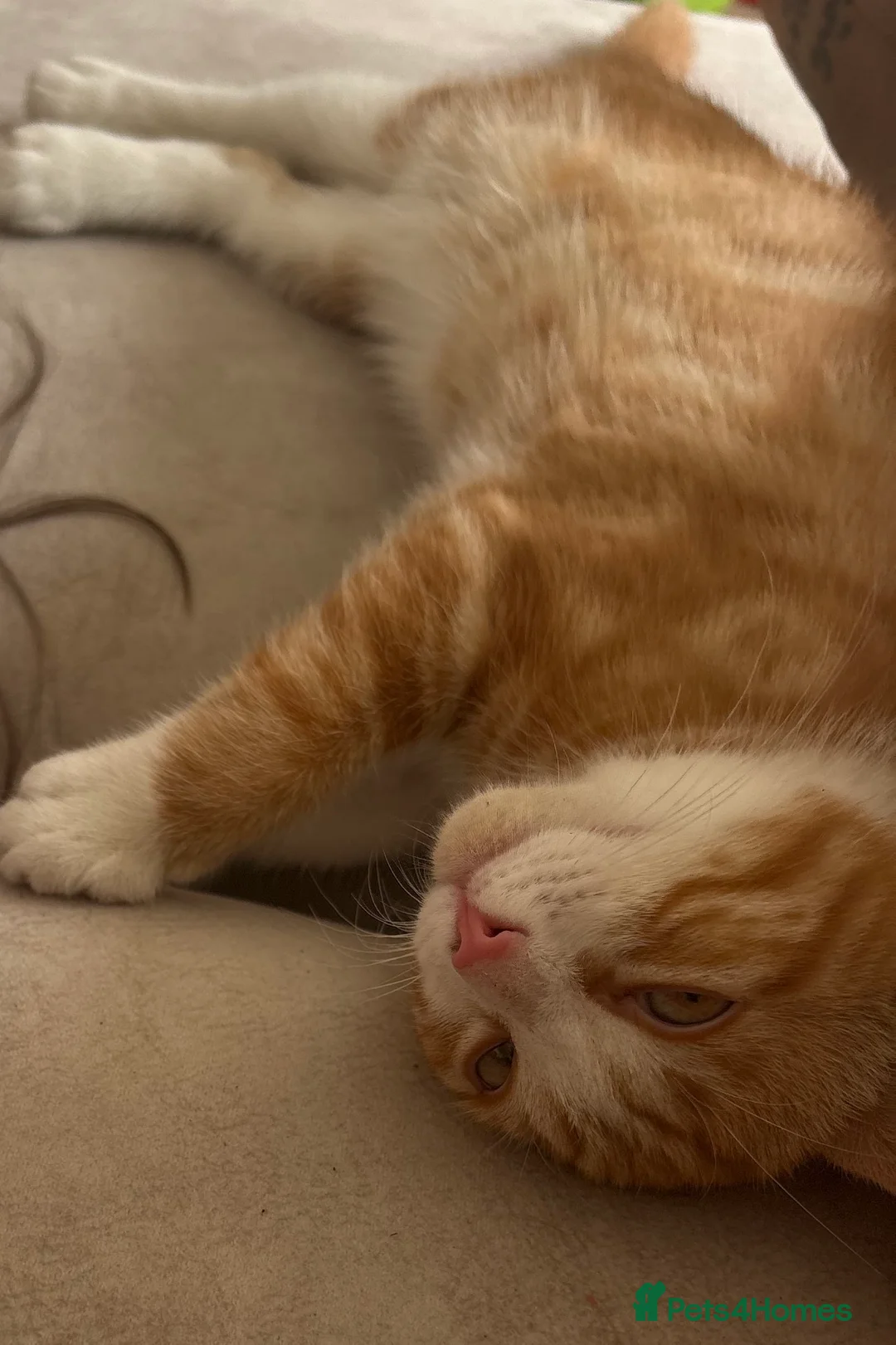 Mixed Breed cats for sale: Male ginger kitten for sale - Advert 2
