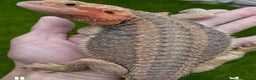 Bearded Dragon reptiles for sale: Red Monster Genetic Stripe Zero Hypo Trans License - Advert 14