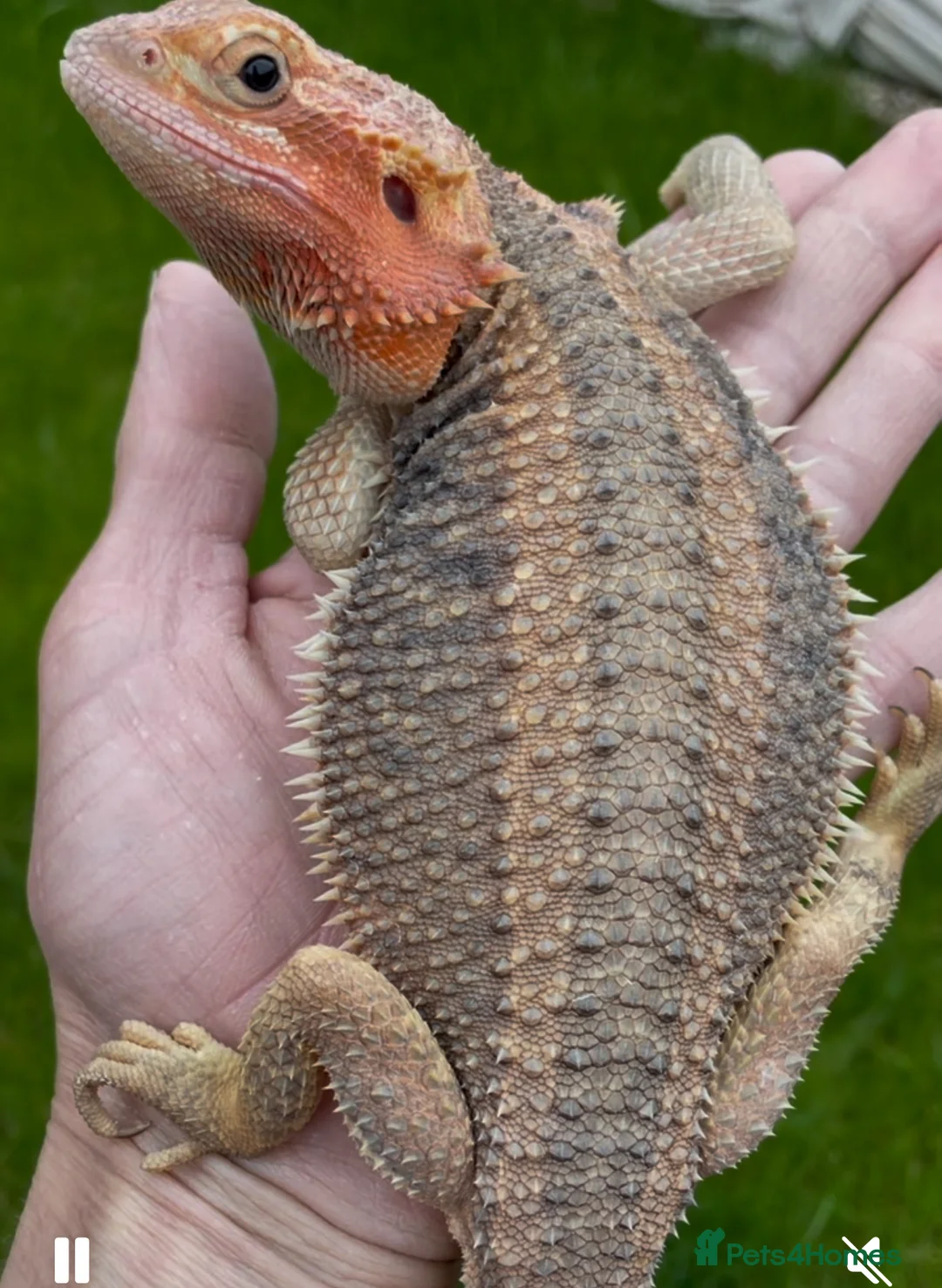 Bearded Dragon reptiles for sale: Red Monster Genetic Stripe Zero Hypo Trans License - Advert 15