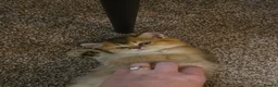 British Shorthair cats for sale: ✨🐾 ✨ GOLDEN SHIMMER BRITISH SHORTHAIR KITTENS ✨  - Advert 11