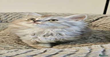 Scottish Fold cats - Advert 4
