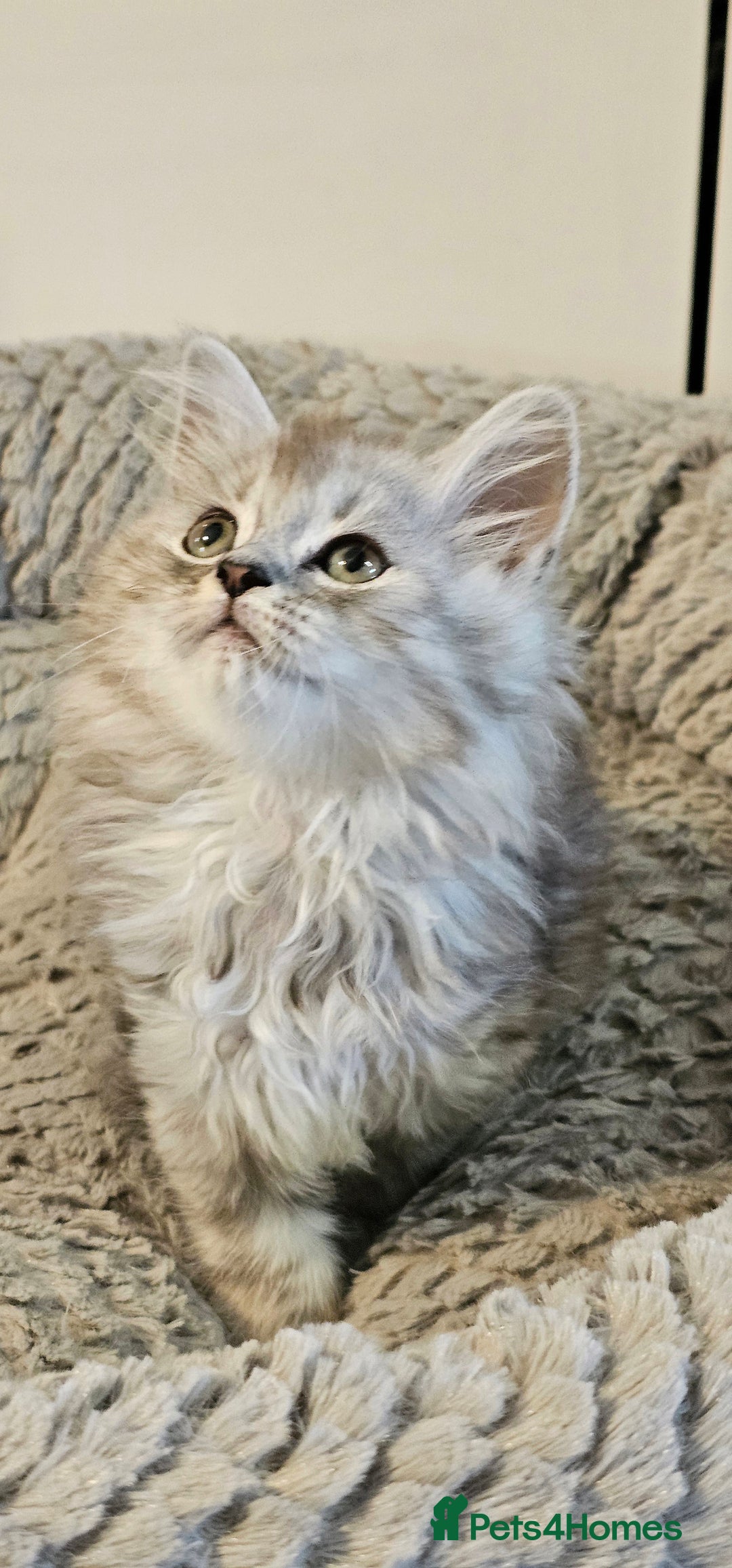 Scottish Fold cats for sale: Adorable scotish fold few straight ears kittens  - Image 2