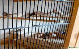 Finches birds for sale: 20 Pairs Zebra Finches  - Image 1