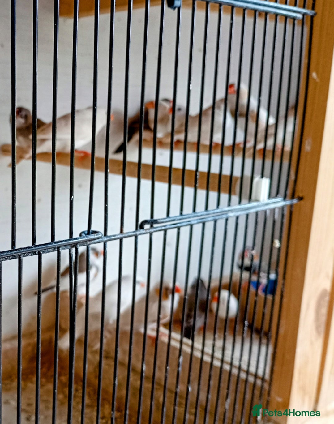 Finches birds for sale: 20 Pairs Zebra Finches  - Image 1