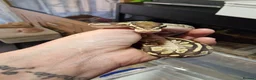 Python Snake reptiles for sale: Baby royal pythons  - Advert 10
