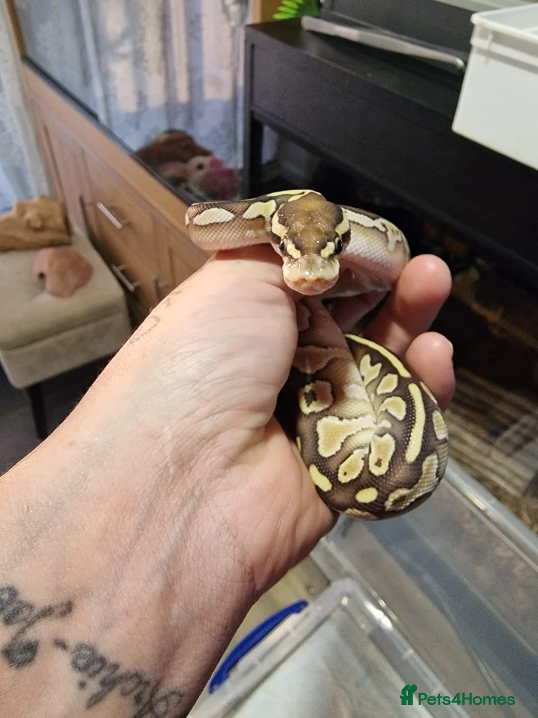 Python Snake reptiles for sale: Baby royal pythons  - Advert 10