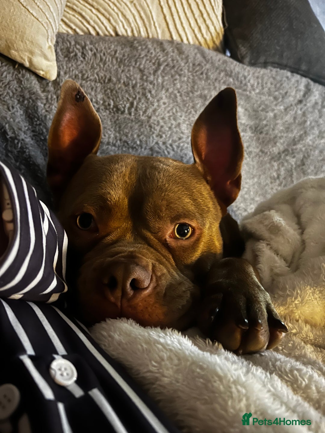 American Bully dogs for sale: One year old pocket bully  - Advert 2