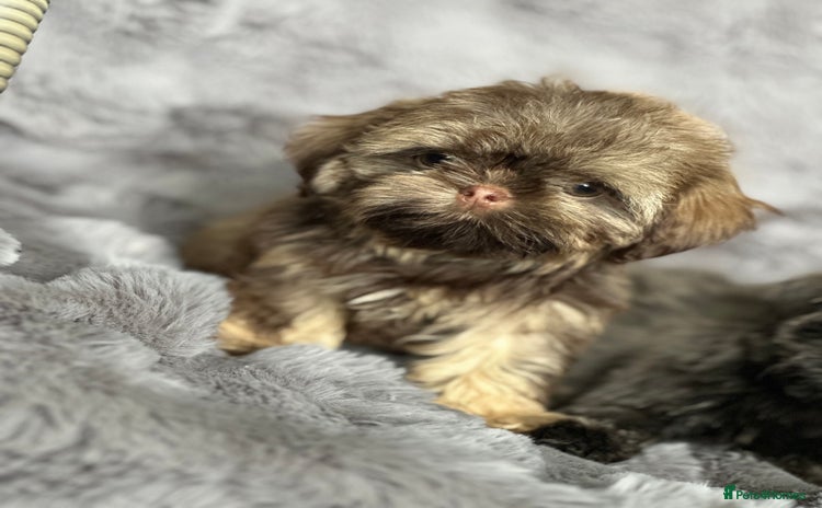 Shih Tzu dogs - Advert 1