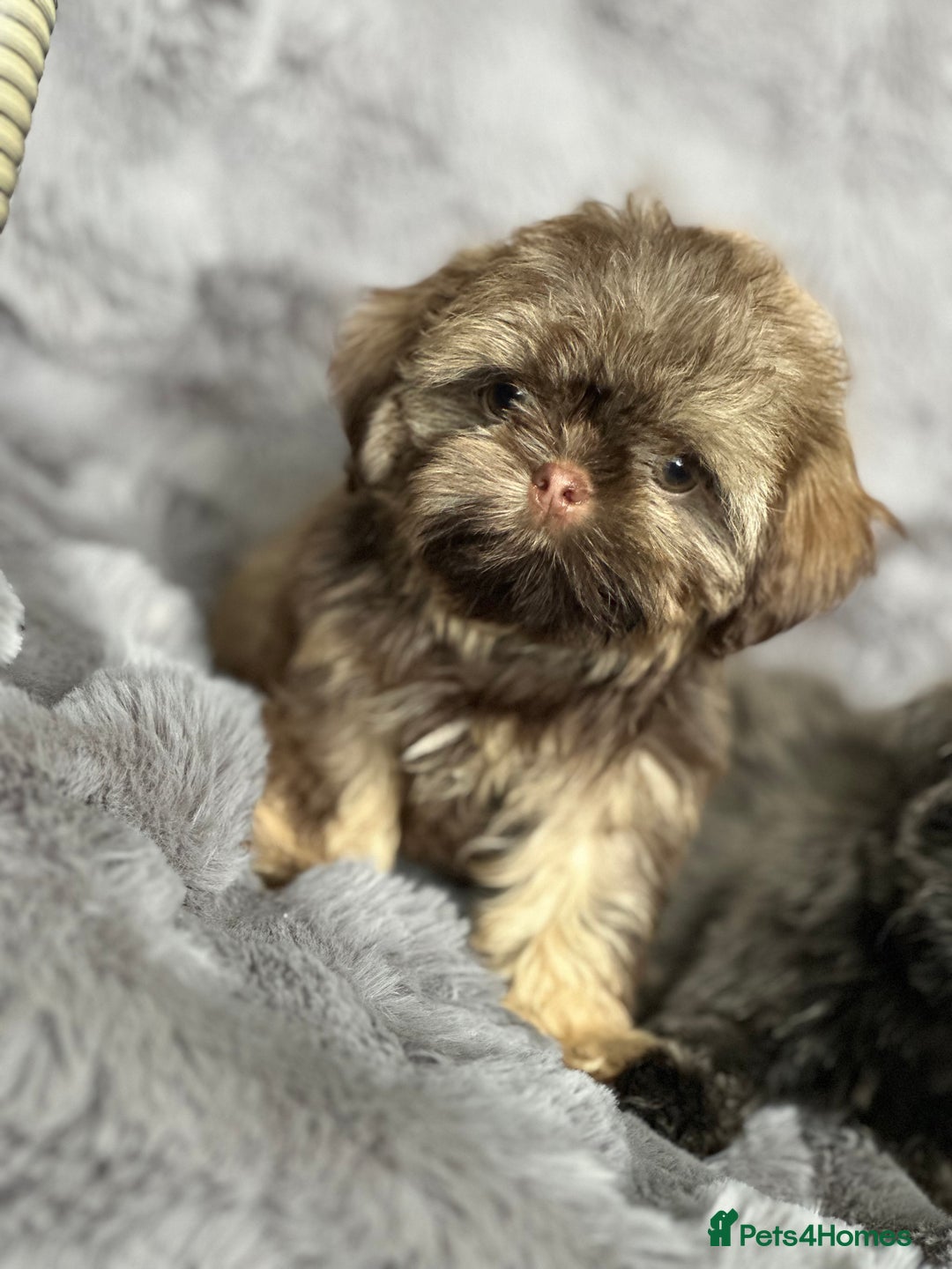 Shih Tzu dogs for sale: IMPERIAL PUPPIES READY NOW - Image 1