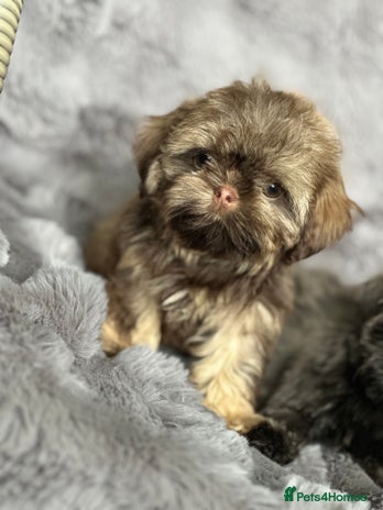 Shih Tzu dogs - Advert 15