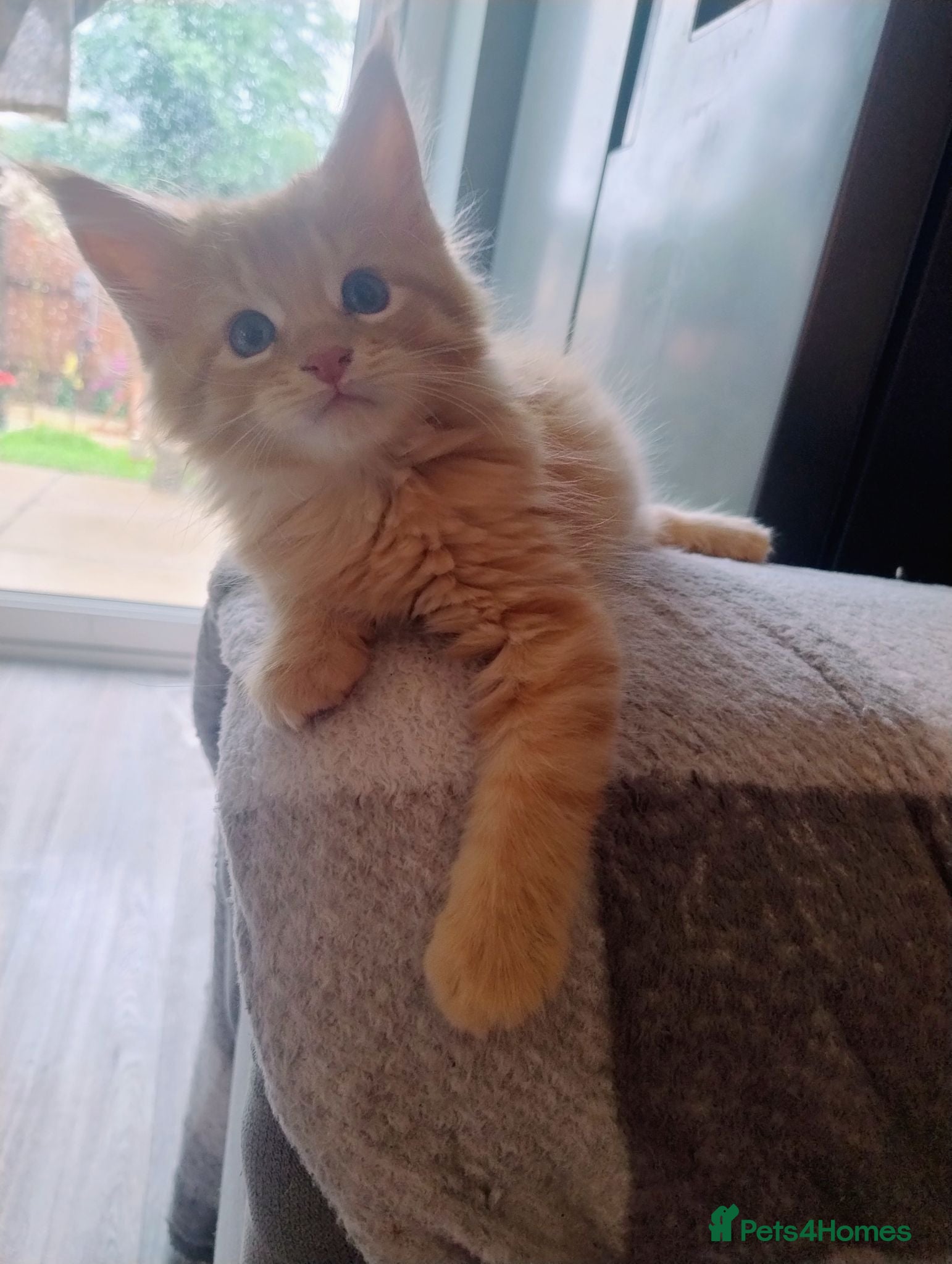 Maine Coon cats 4 Fluffy Maine Coon Kittens Full Ginger Girl  - Advert 13