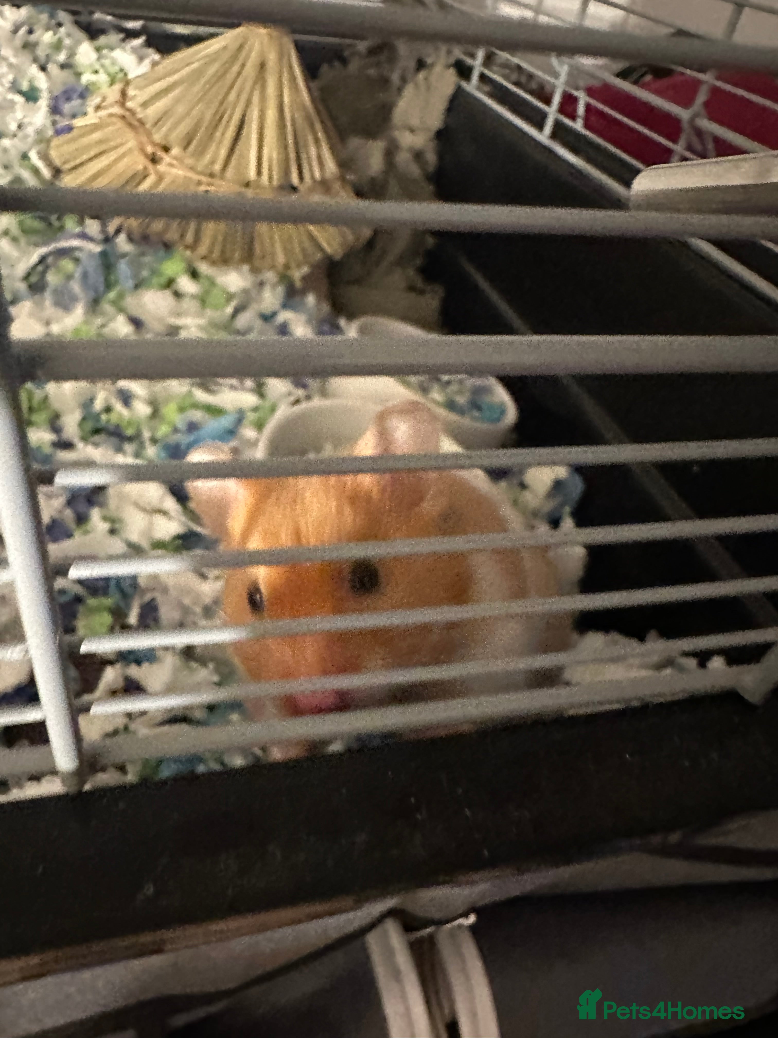 Hamster rodents Zuko male hamster and cage  - Advert 3