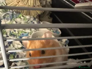 Hamster rodents Zuko male hamster and cage - Advert 3