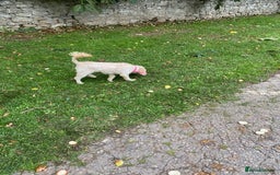 Cockapoo dogs for sale: Cockapoo - Image 4