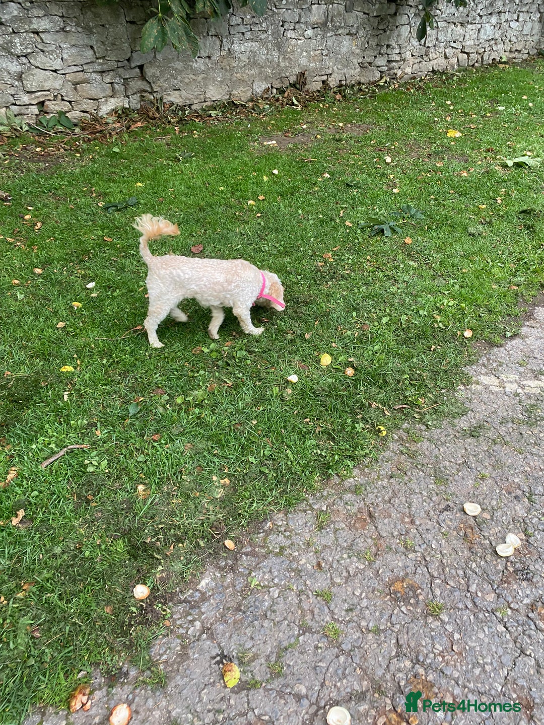 Cockapoo dogs for sale: Cockapoo - Image 4