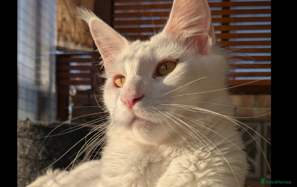 Maine Coon cats pure maine coon kitten - Advert 1