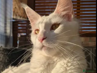 Maine Coon cats pure maine coon kitten - Advert 1