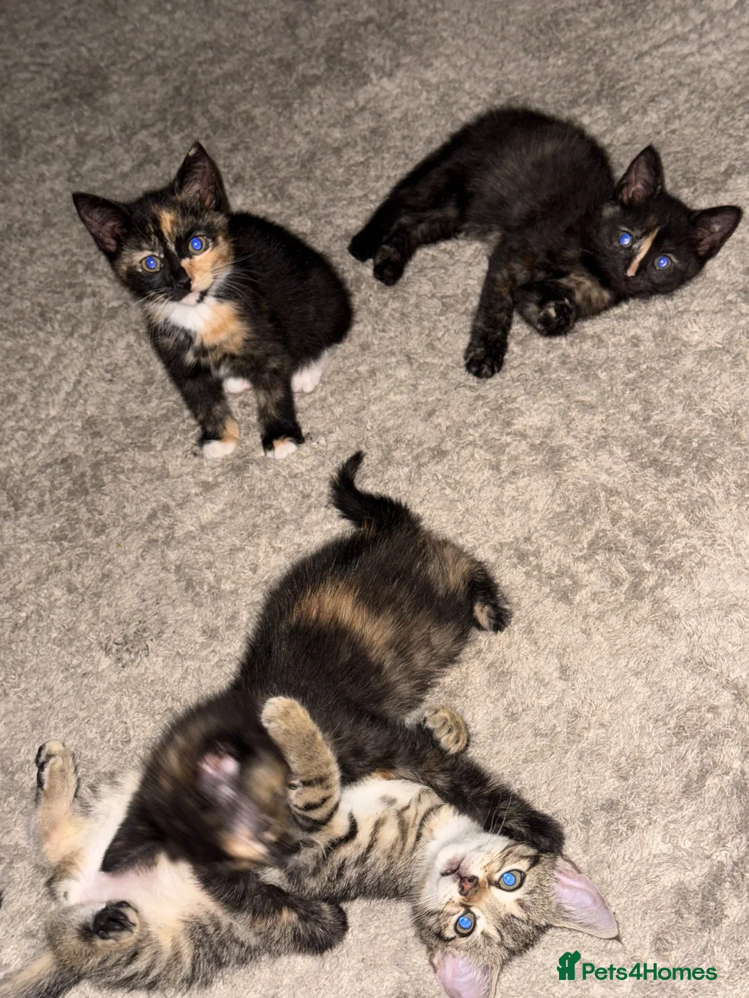 Mixed Breed cats for sale: Lovely kittens ready to be rehomed  - Advert 13