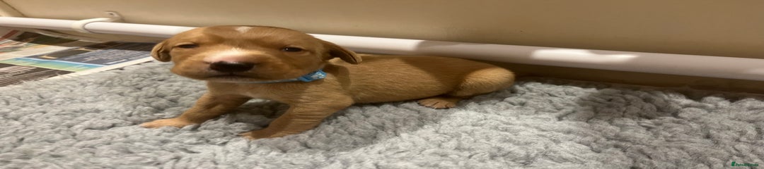 Goldador Puppy 6
