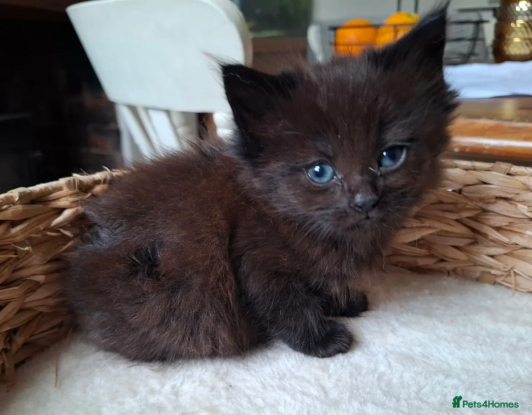 Mixed Breed cats for sale: FLUFFY MAINE COON CROSS KITTENS - Advert 2