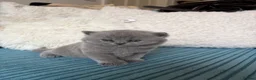 British Shorthair cats for sale: GCCF Registered British ShortHair Kittens  - Advert 5