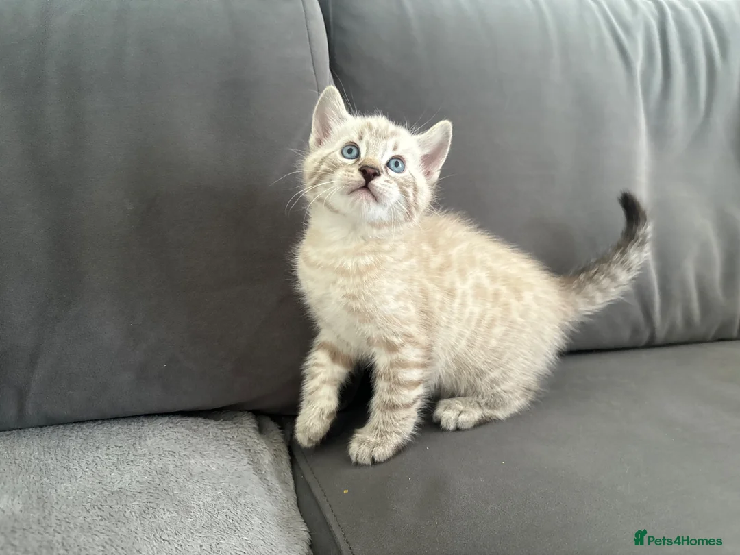 Bengal cats for sale: Beautiful Bengal kittens  - Advert 2