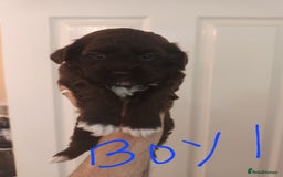 Shihpoo dogs for sale: shihpoo pups - Image 2