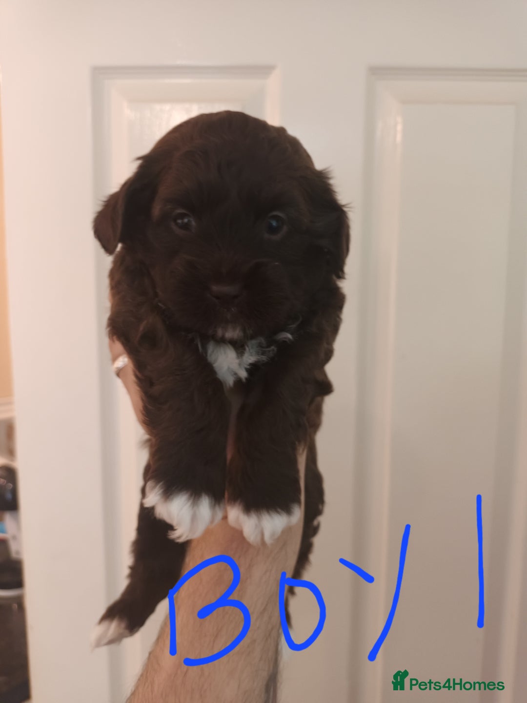 Shihpoo dogs for sale: shihpoo pups - Image 2