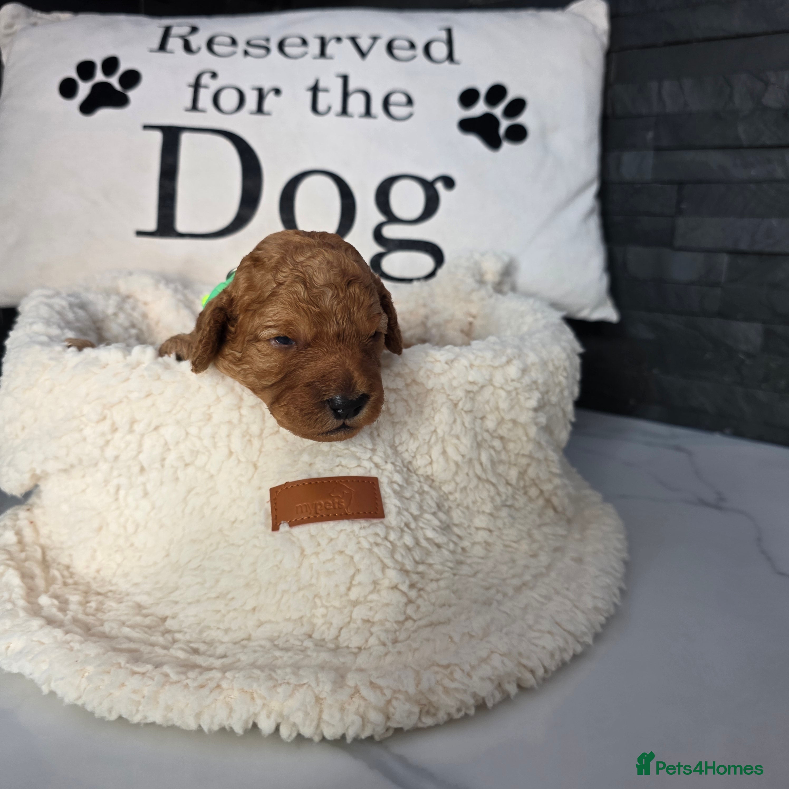 Cockapoo dogs for sale: Adorable f2 cockapoo  in Swadlincote - Advert 4