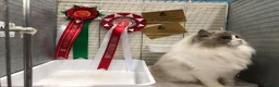 Ragdoll cats for sale: 🥇AWARD WIN 🏆 GCCF RAGDOLL KITTENS  - Advert 12