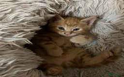 Mixed Breed cats for sale:  Beautiful Kittens for Sale – 2 Boys & 2 Girls 🐾 - Image 17