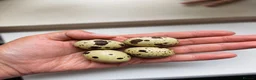 Quail poultry for sale: Coturnix Quail - Advert 4