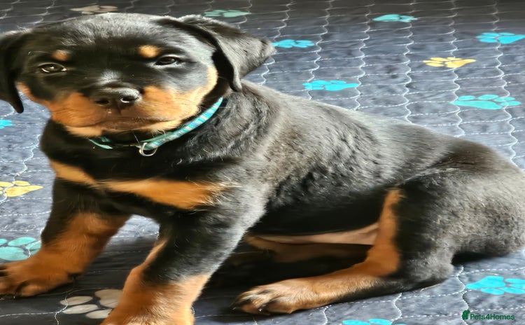 Rottweiler dogs - Advert 1