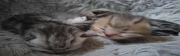 Exotic cats for sale: Exotic Shorthair Cross Kittens - Advert 22