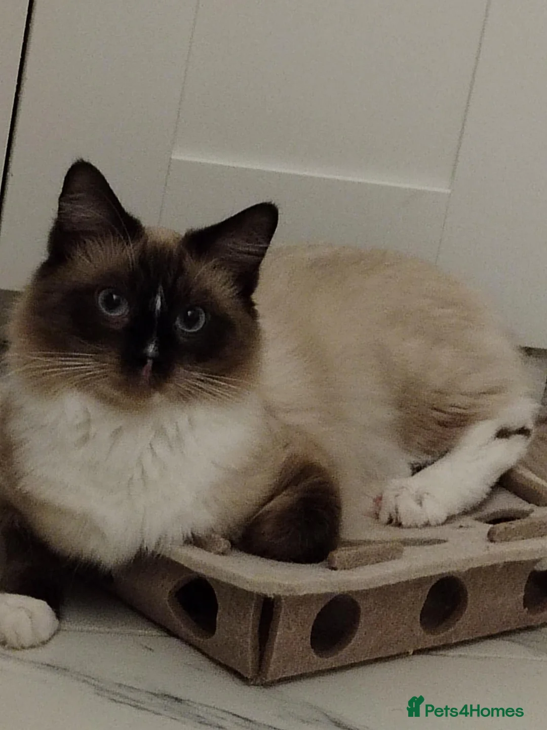 Ragdoll cats for sale: 1 year Ragdoll male available in Thornton Heath - Advert 3