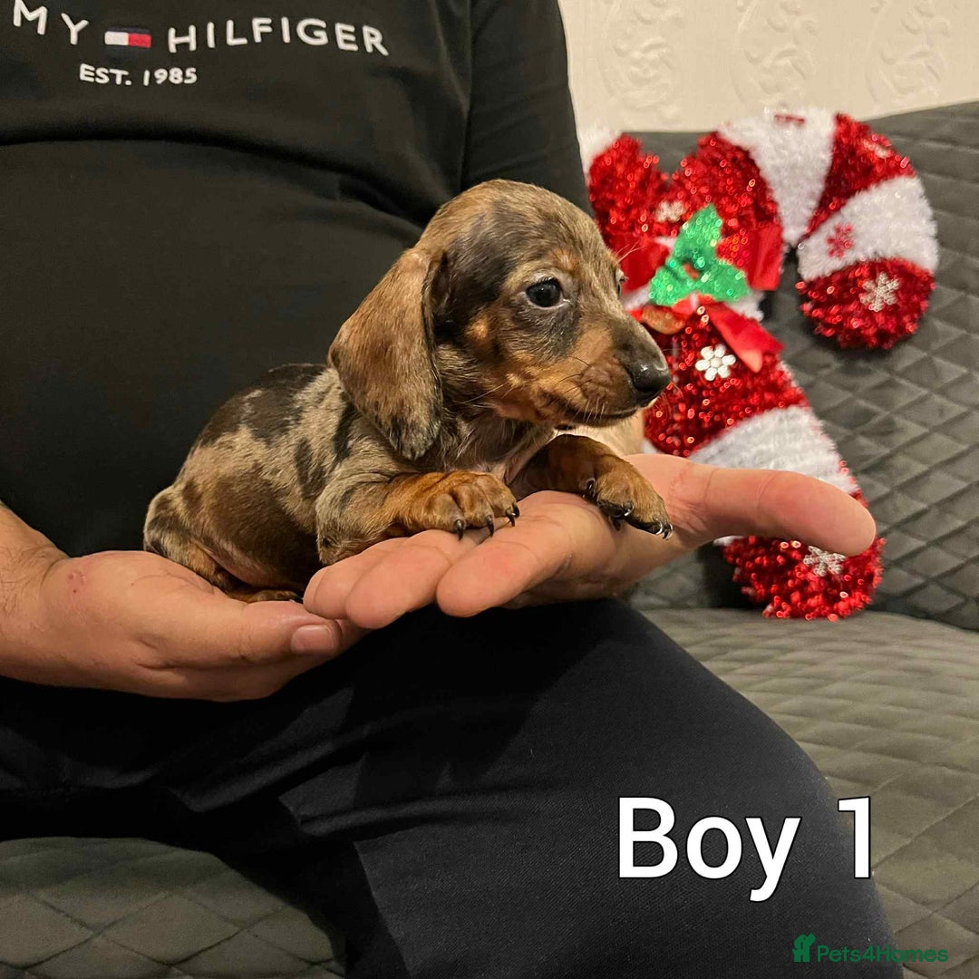 Miniature Dachshund dogs for sale: Miniature Dachshund  - Advert 10