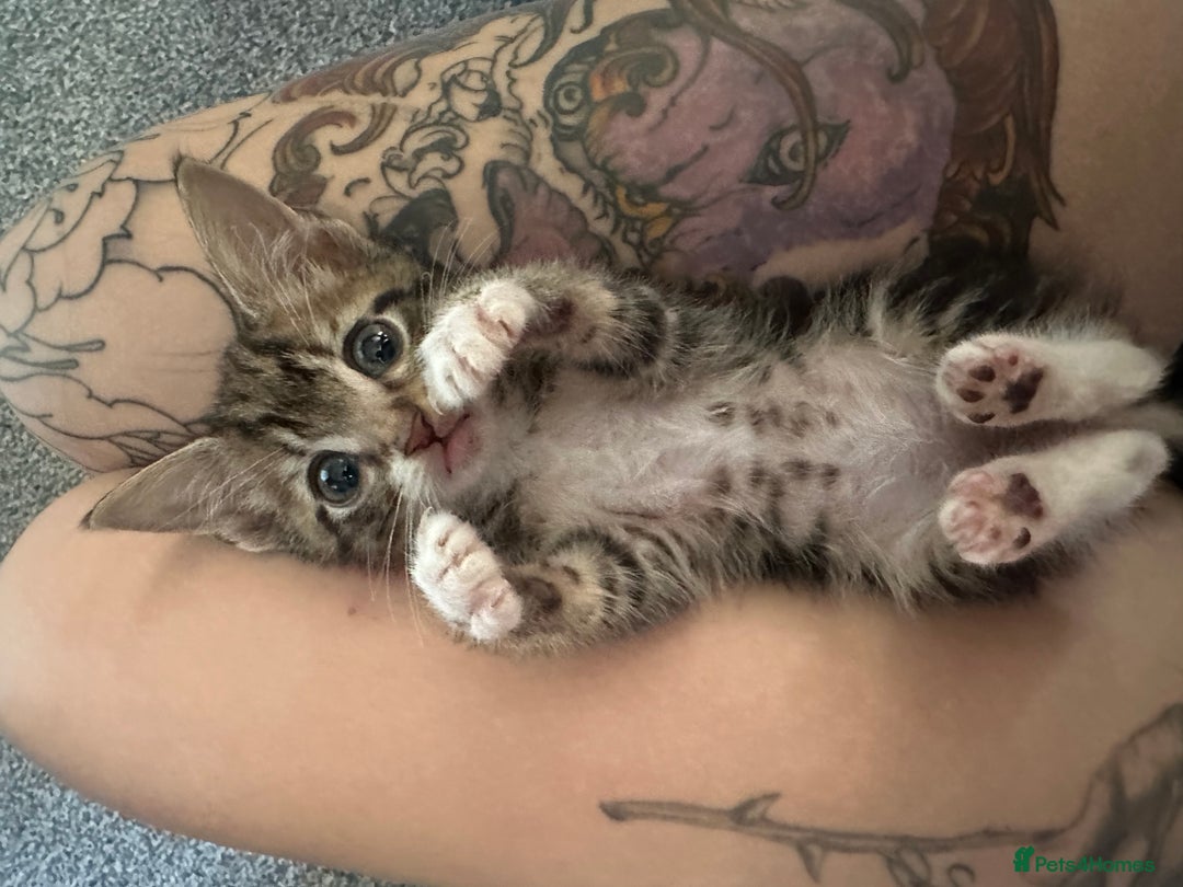 Mixed Breed cats for sale: Kitten - Image 1