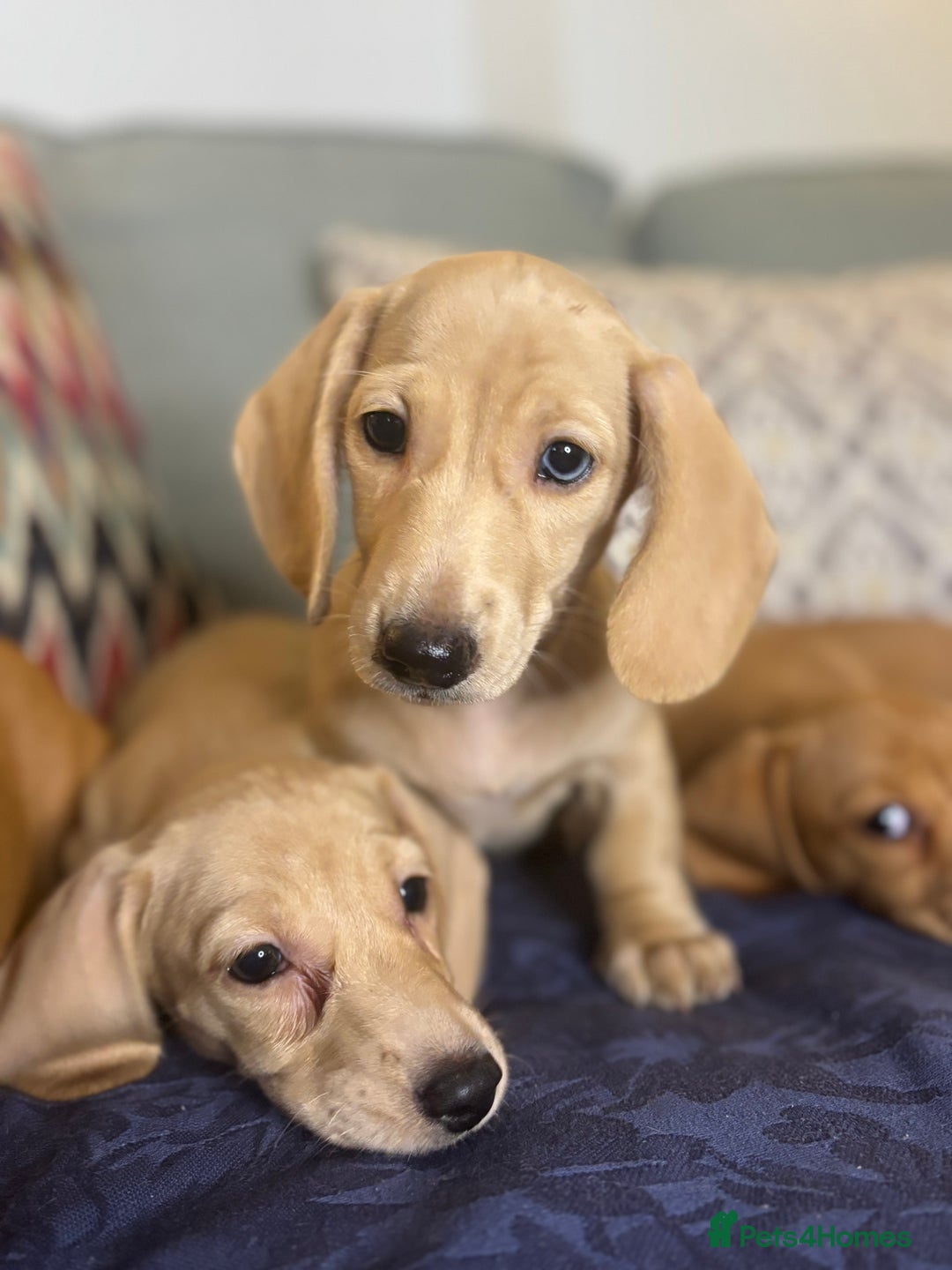 Miniature Dachshund dogs for sale: 🐶 Miniature Smooth Haired Dachshunds. KC REG. 🐶  - Image 10