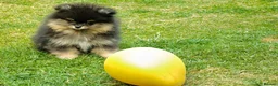 Pomeranian dogs for sale: Xclusive KC register pomeranian puppies - Advert 3