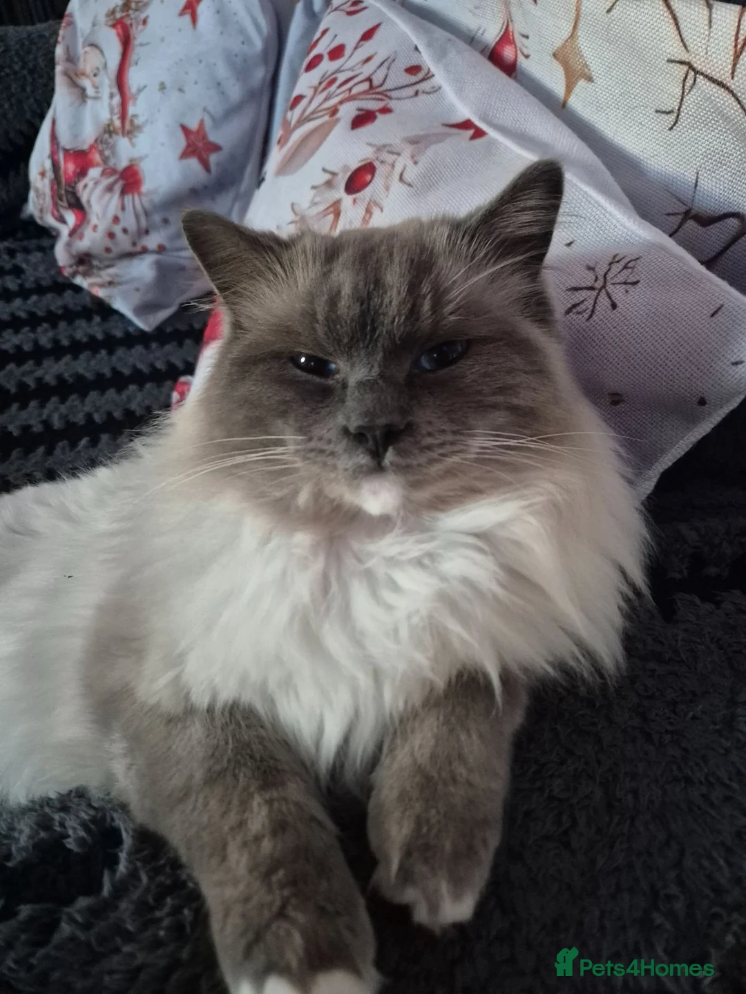 Ragdoll cats for sale: Ragdoll mixed Calico princesses  - Advert 2
