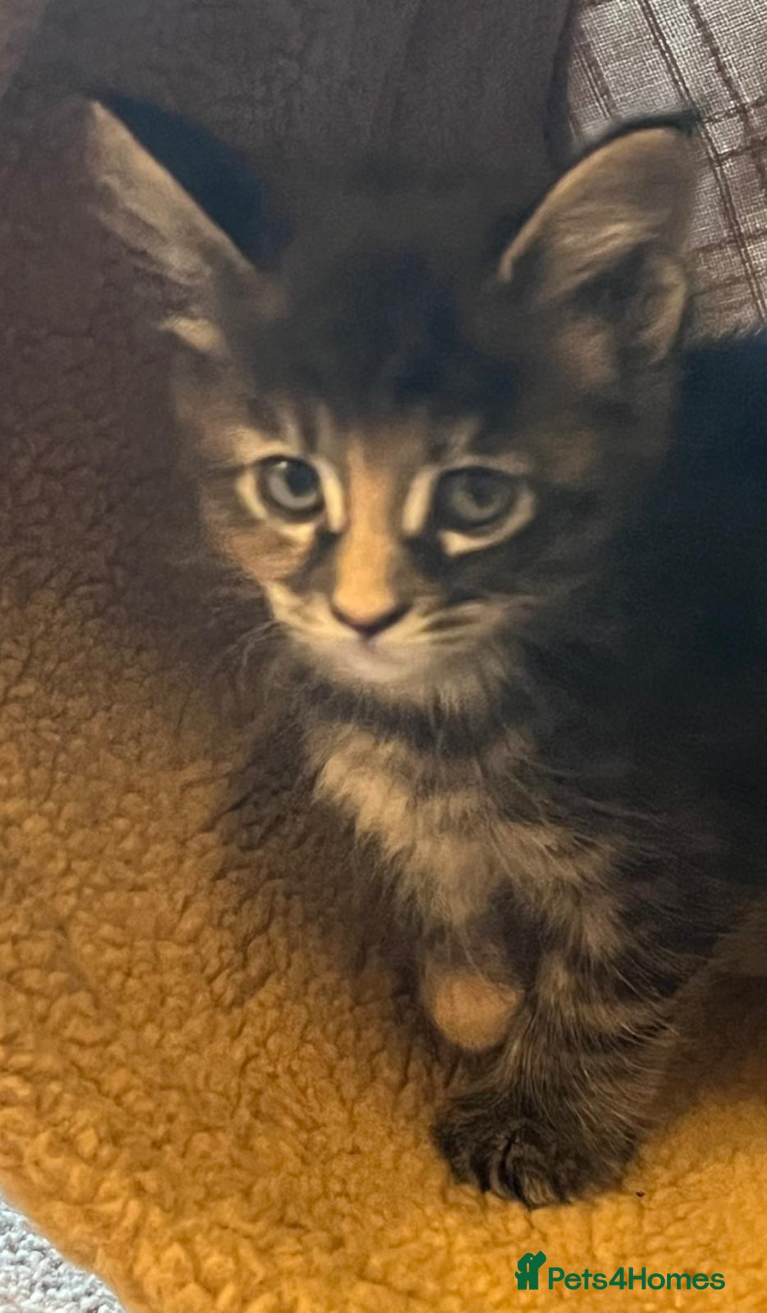 Maine Coon cats for sale: Beautiful Pedigree Main Coon Kittens - Advert 36