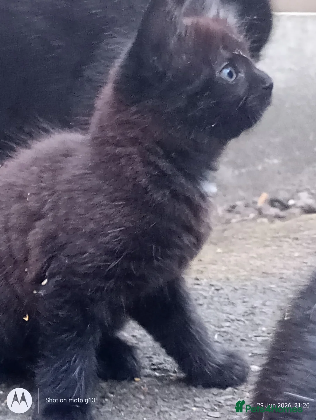 Mixed Breed cats for sale: multicoloured kittens in Nottingham - Advert 8