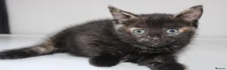 Mixed Breed cats for sale: Beautiful domestic kittens  - Advert 8
