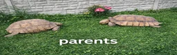 Tortoise reptiles for sale: Baby Sulcata Tortoises & Full Set Ups!! - Advert 2