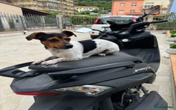 Mixed Breed dogs for sale: Jack Russel x Dachshund - Male 3 years old - Image 2